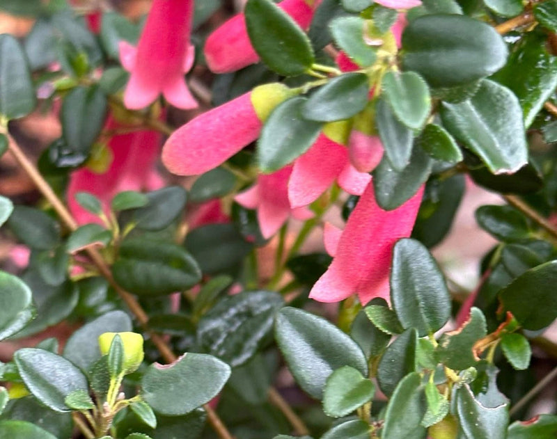 Correa reflexa x pulchella - DUSKY BELLS - Salmon Native Fuchsia