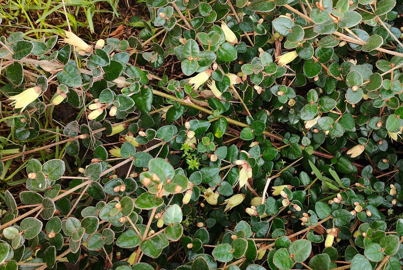 Correa reflexa x alba - LEMON TWIST - Native Fuchsia