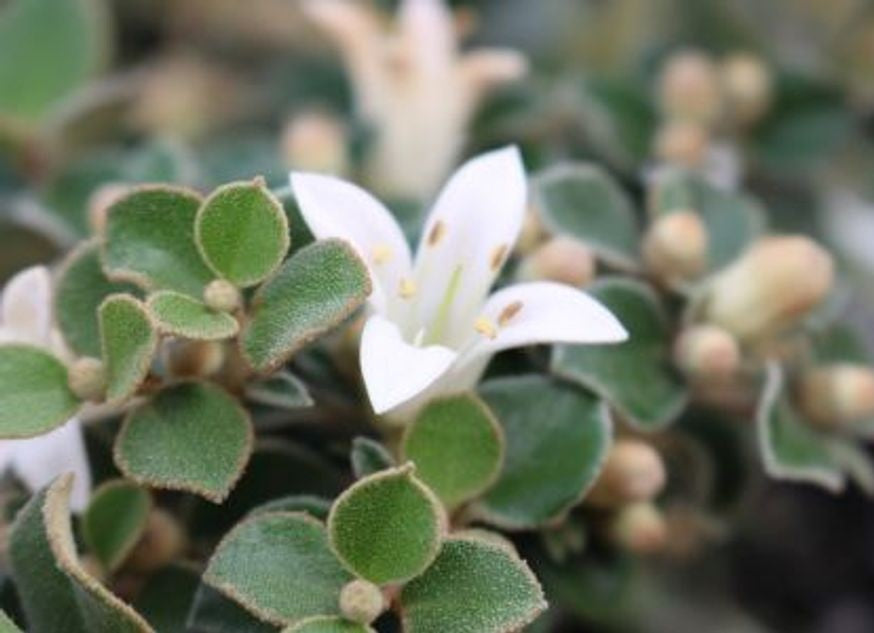 Correa alba - SNOWBELLE - White Native Fuchsia 'Snowbelle' PBR