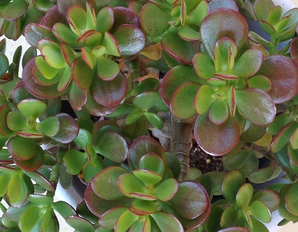 Crassula ovata minima - Dwarf Jade Plant