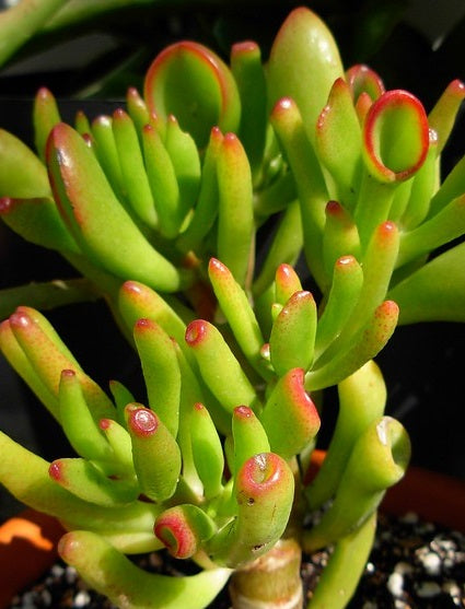 Crassula ovata - GOLLUM - Jade Plant