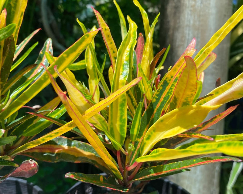 Codiaeum variegatum - AFRICAN BELL - Croton