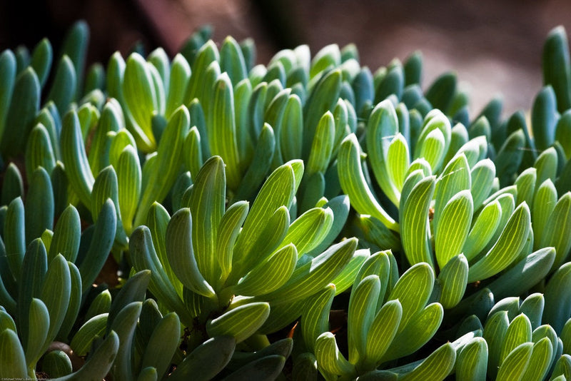 Curio talinoides mandraliscae - Blue Chalksticks Dwarf