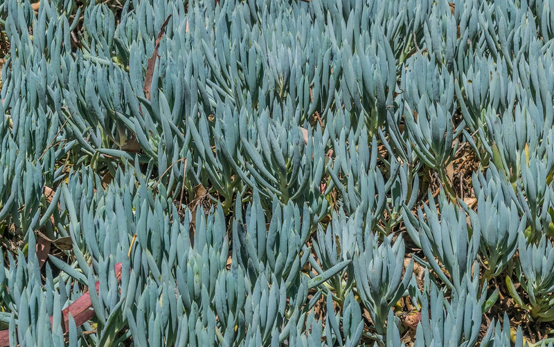 Curio repens - Blue Chalksticks