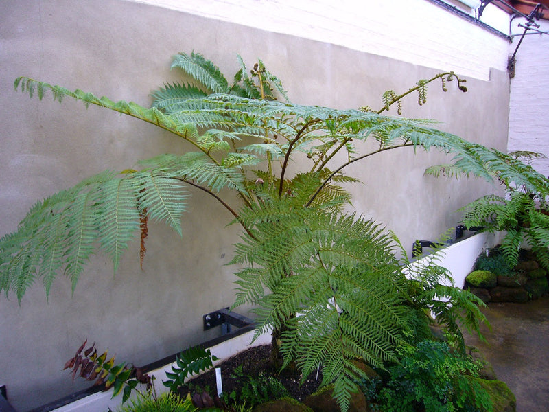 Sphaeropteris cooperi - Australian Tree Fern Cyathea