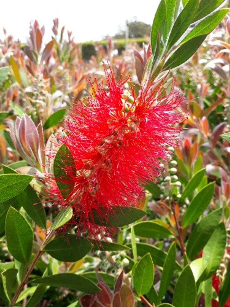 Melaleuca citrina - ENDEAVOUR - Lemon Bottlebrush