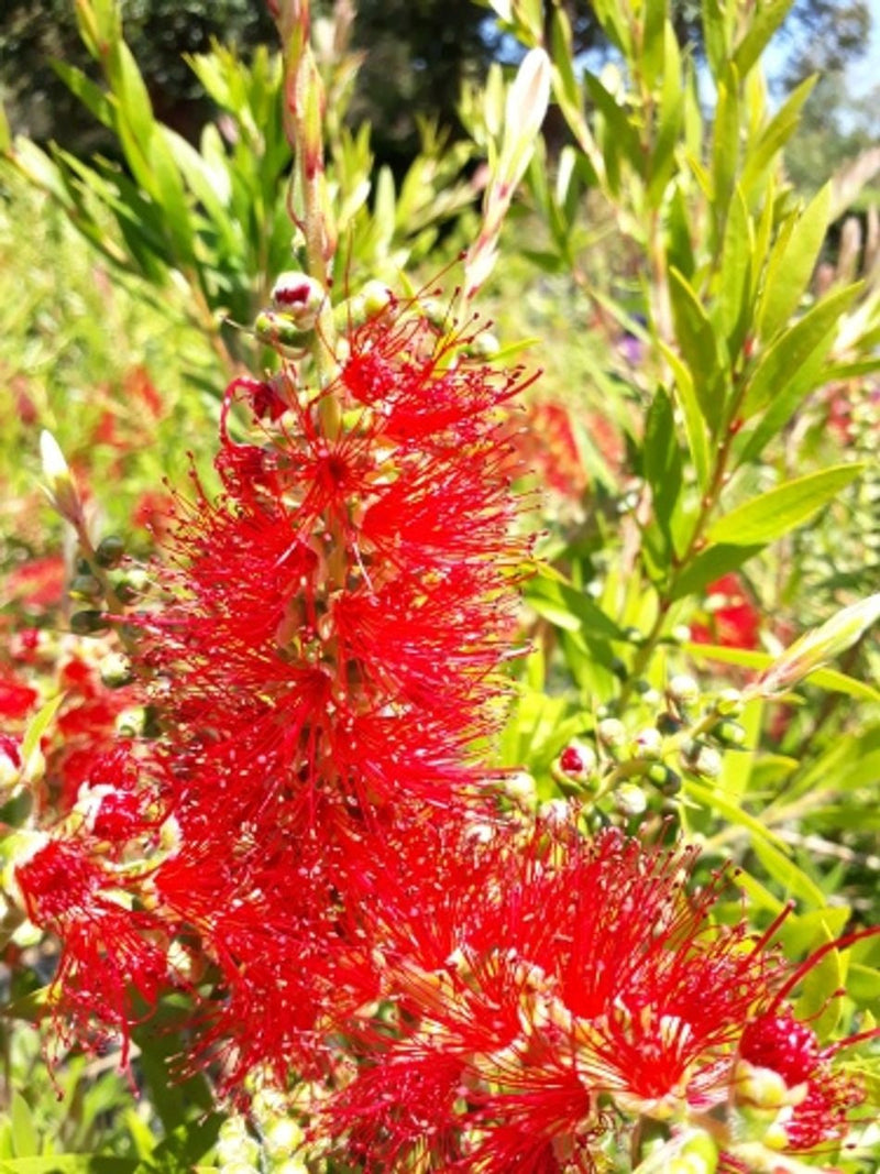 Melaleuca viminalis x citrina - FOUR SEASONS - Bottlebrush