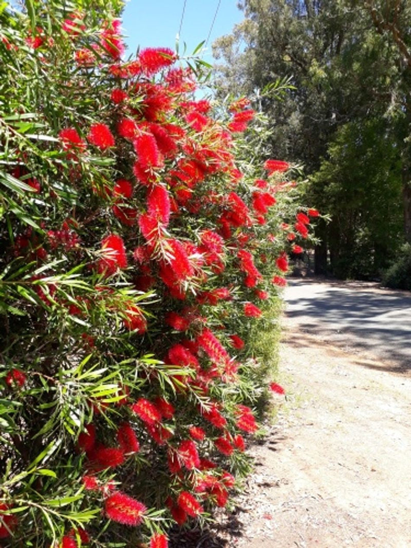 Melaleuca citrina - KINGS PARK SPECIAL - Lemon Bottlebrush