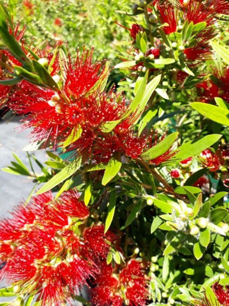 Melaleuca viminalis - MACARTHUR™ - Weeping Bottlebrush 'LC01' PBR