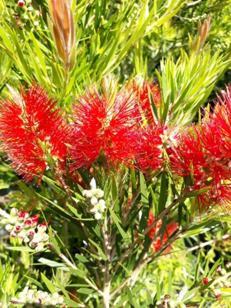 Melaleuca viminalis - PROLIFIC - Weeping Bottlebrush