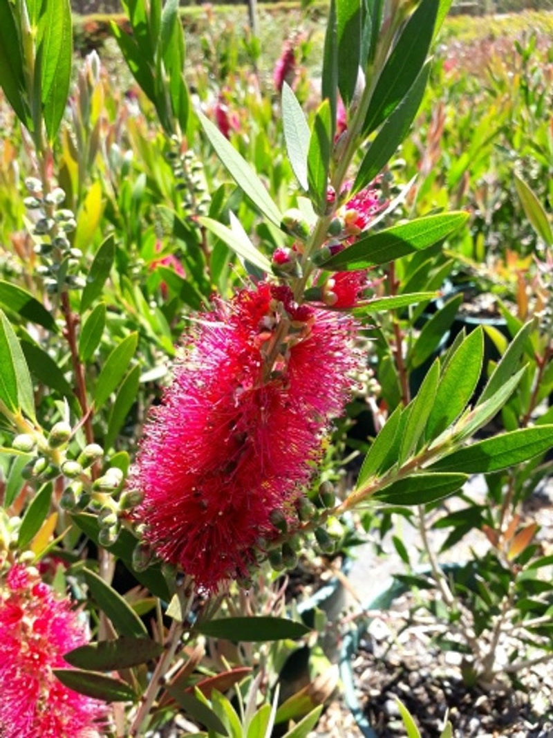 Melaleuca citrina - WESTERN GLORY - Lemon Bottlebrush