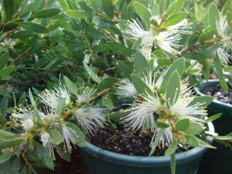 Melaleuca citrina - WHITE ANZAC - Lemon Bottlebrush