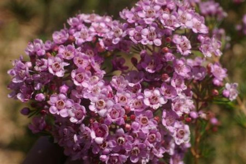 Chamelaucium ciliatum x Verticordia plumosa - ERIC JOHN - Geraldton Wax