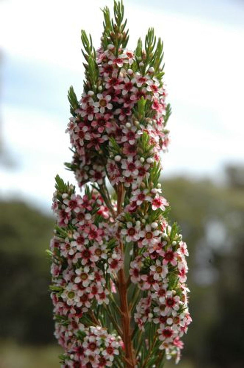 Chamelaucium floriferum diffusum - PINNACLE PINK - Geraldton Wax 'Pinnacle Pink' PBR