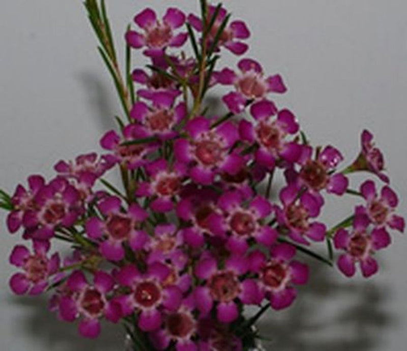 Chamelaucium uncinatum - PURPLE PRIDE - Geraldton Wax