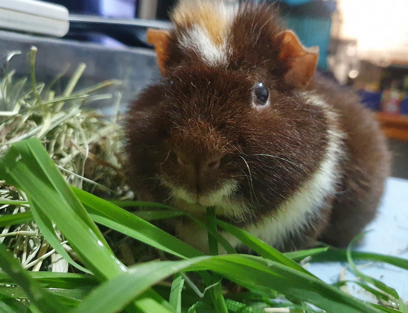 Pet/Cat Grass - Dactylis glomerata