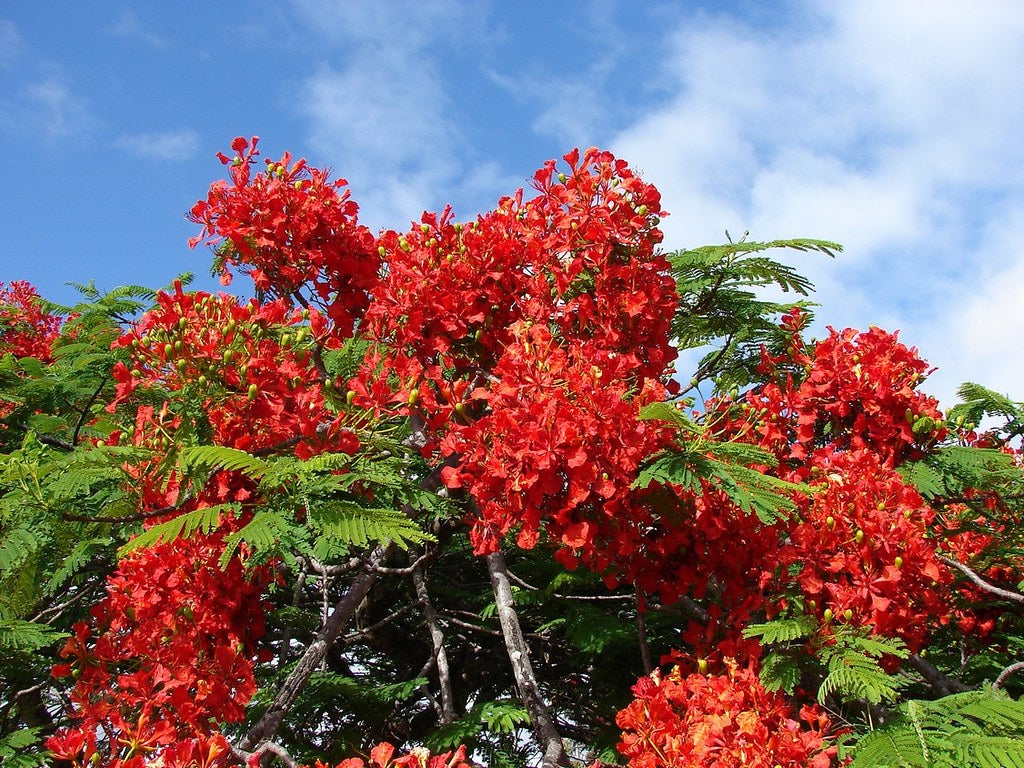 Delonix regia - Poinciana