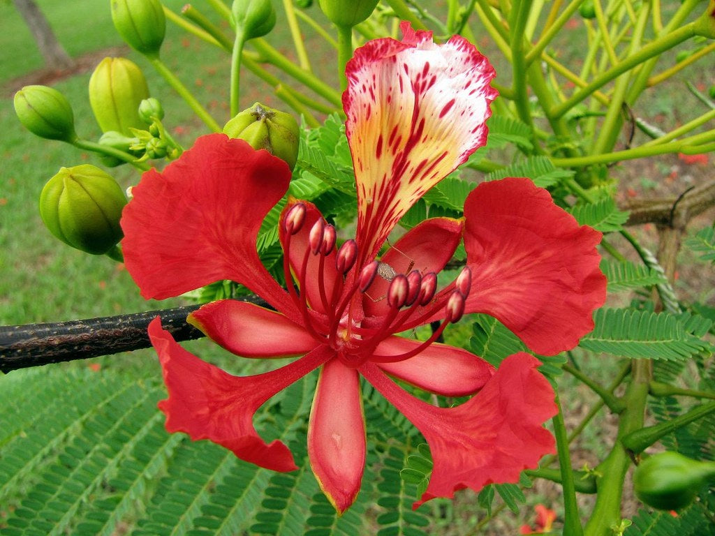 Delonix regia - Poinciana