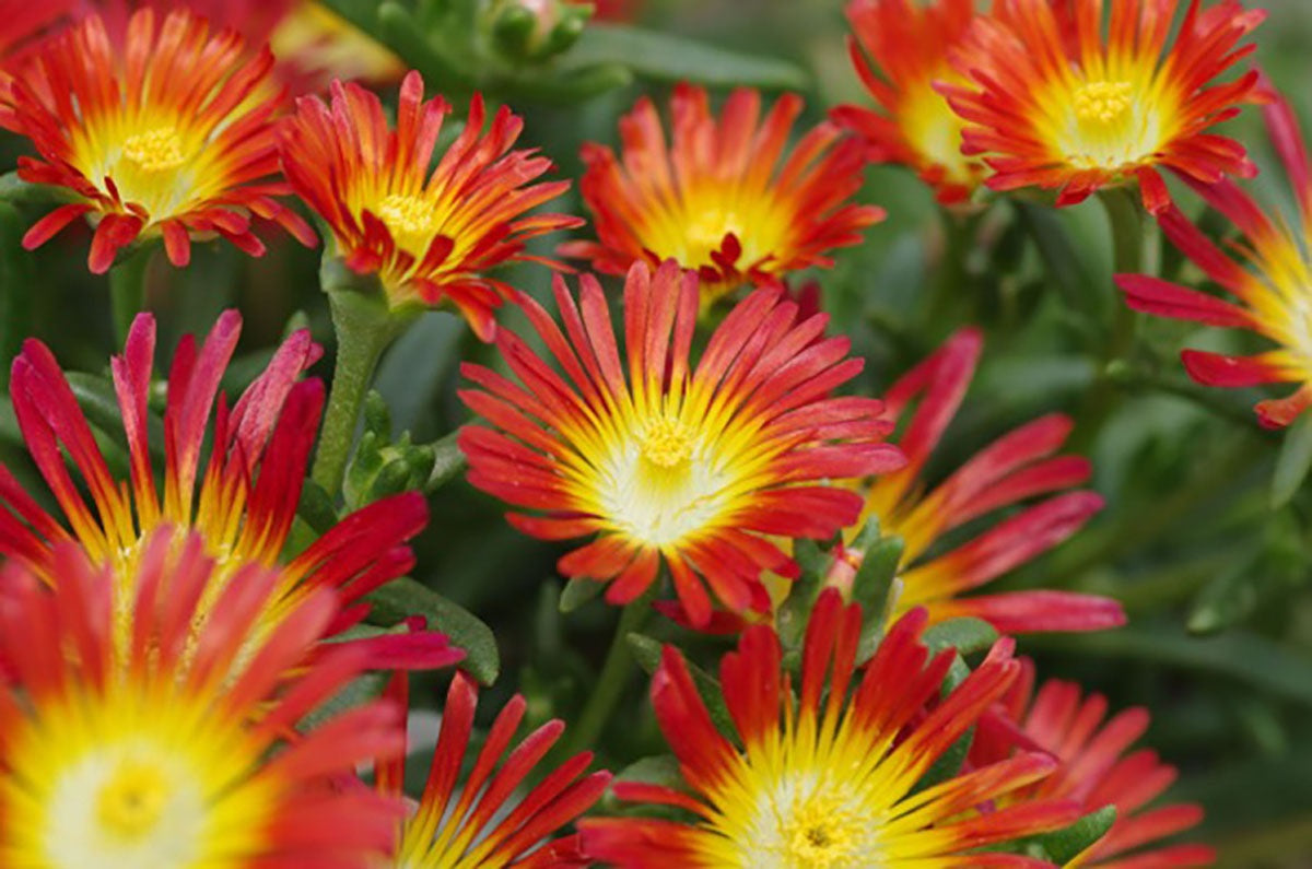 Delosperma - Wheels of Wonder™ FIRE - Ice Plant