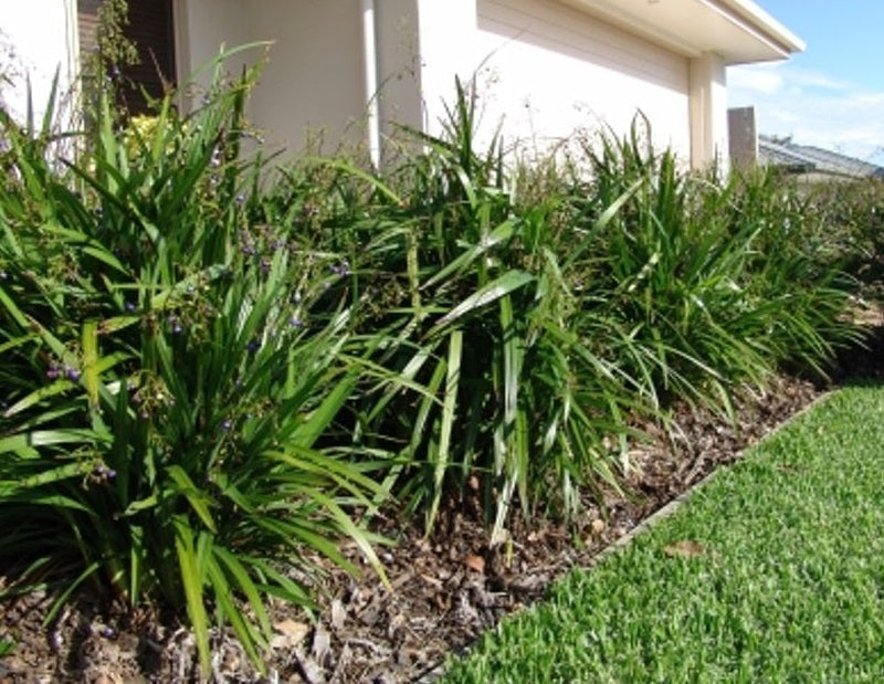 Dianella caerulea - BREEZE® - Blue Flax Lily 'DCNCO' PBR