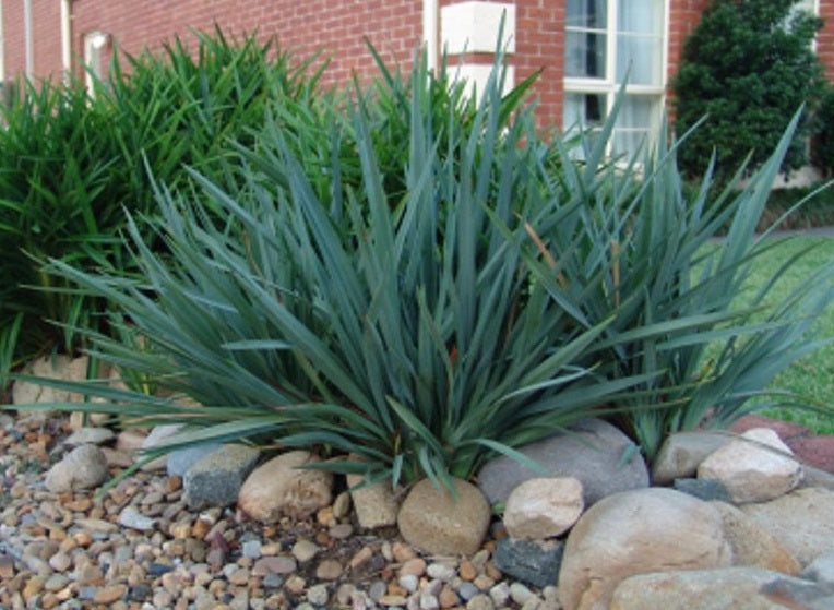 Dianella caerulea - CASSA BLUE® - Blue Flax Lily 'DBB03' PBR