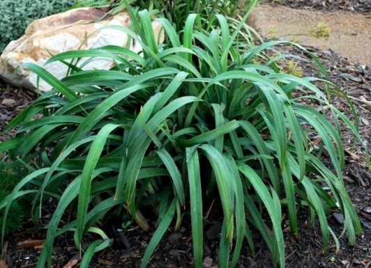 Dianella tasmanica - CHERRY RED - Tasman Flax Lily