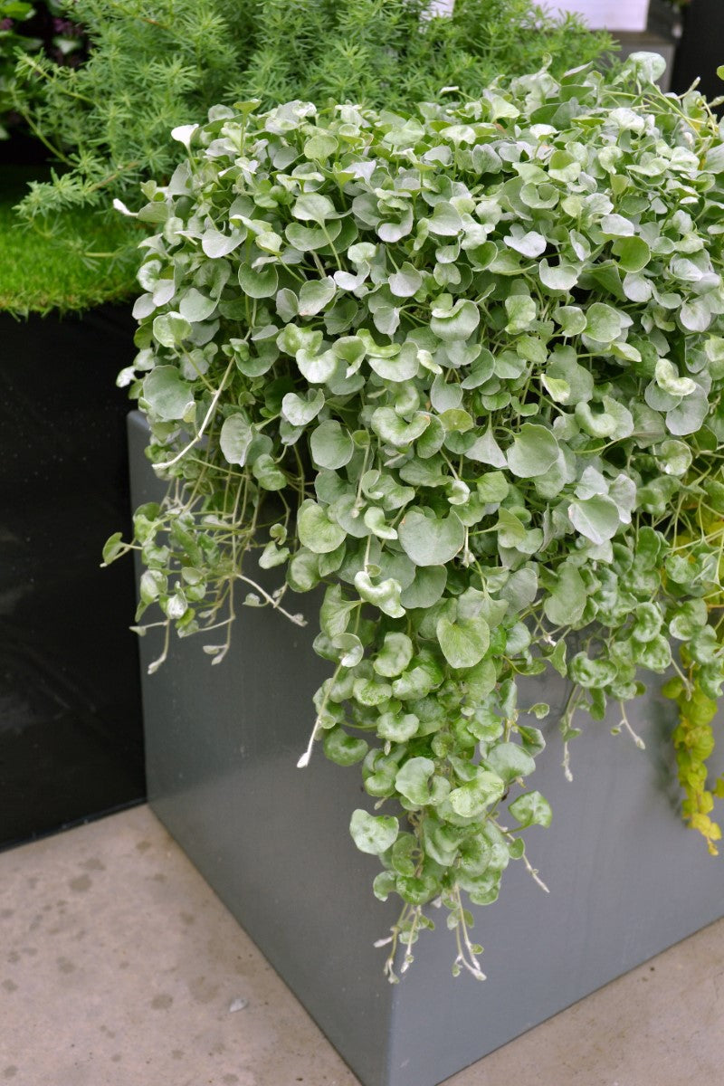 Dichondra argentea - SILVER FALLS - Silver Ponysfoot