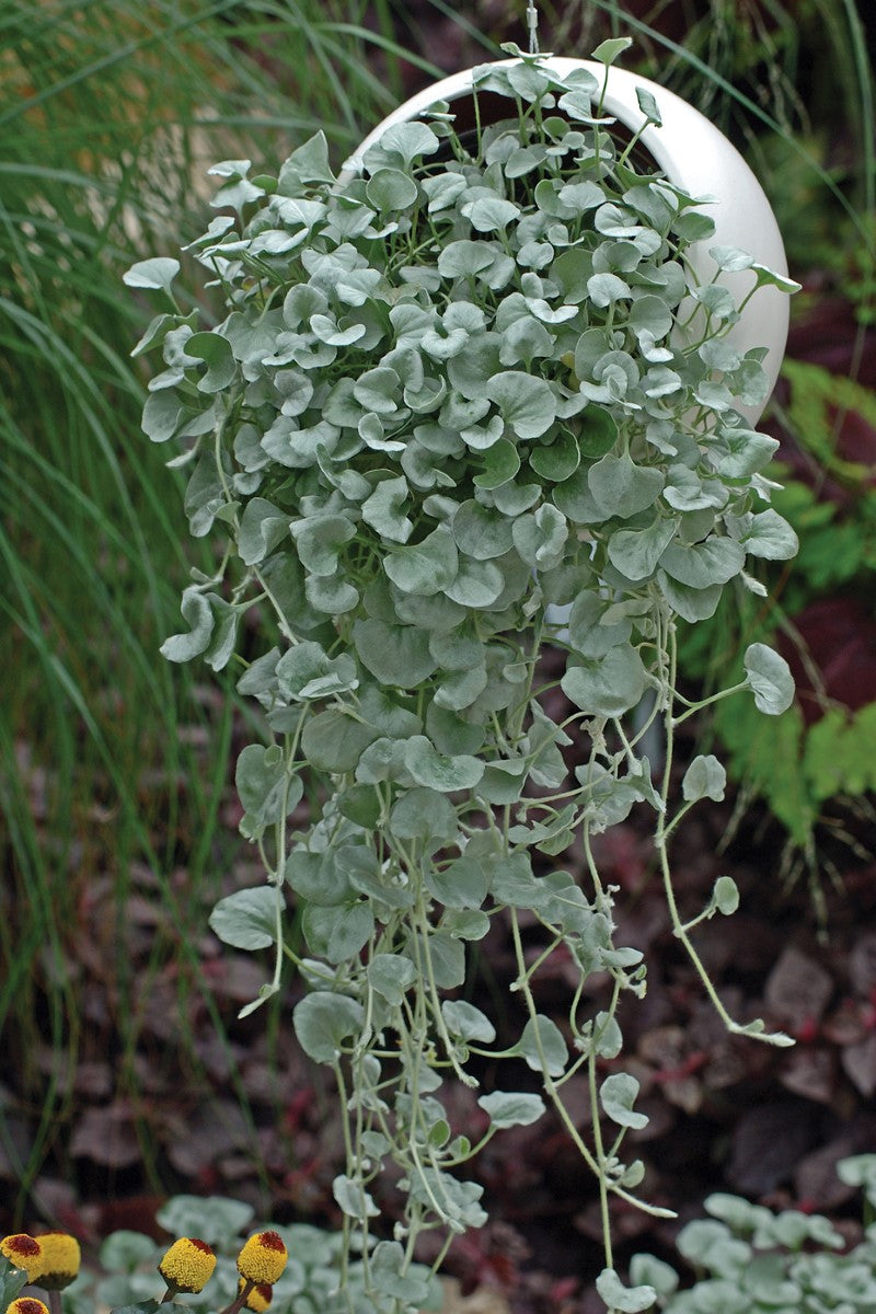 Dichondra argentea - SILVER FALLS - Silver Ponysfoot