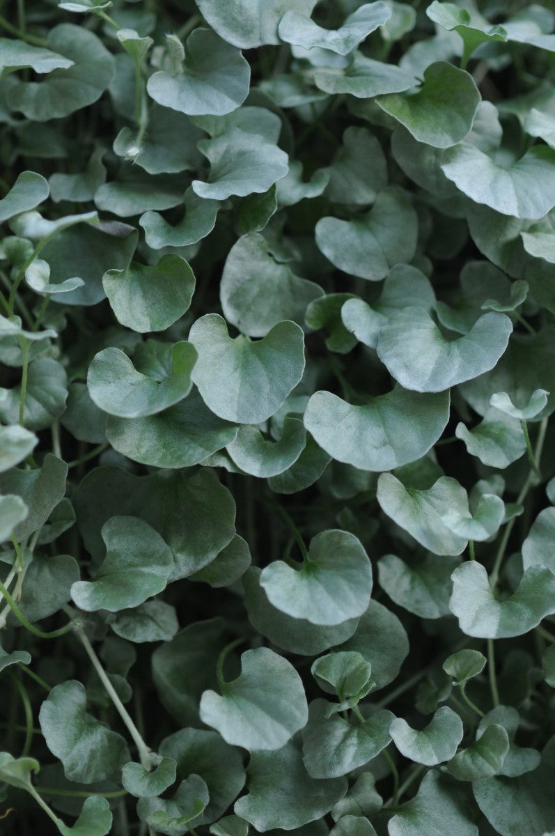 Dichondra argentea - SILVER FALLS - Silver Ponysfoot