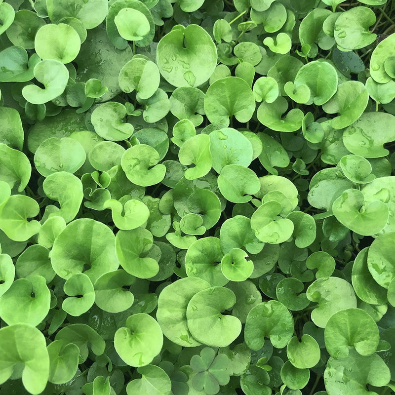 Dichondra repens - Kidney Weed