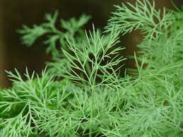 Dill - Anethum graveolens