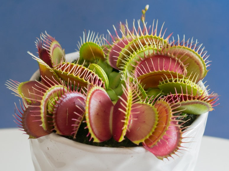 Dionaea muscipula - Venus Flytrap