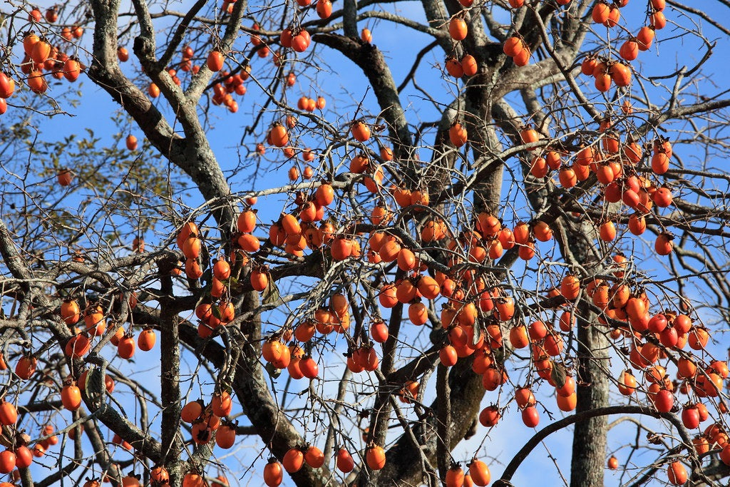 Diospyros kaki - FUYU - Persimmon