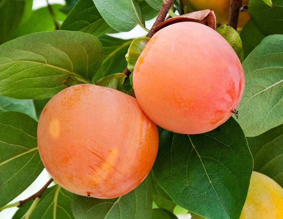 Diospyros kaki - FUYU - Persimmon