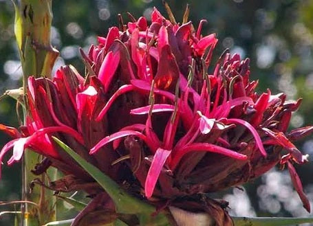 Doryanthes excelsa - Gymea Lily