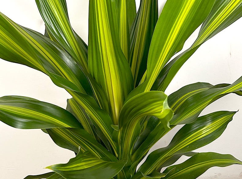 Dracaena fragrans - BURLEY - Corn Palm