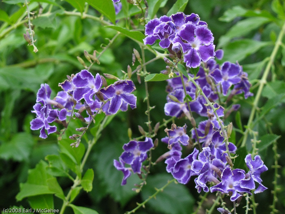 Duranta erecta - GEISHA GIRL - Pigeon Berry