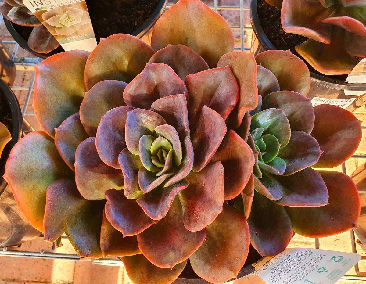 Echeveria - BLUE METAL - Mexican Hen and Chicks