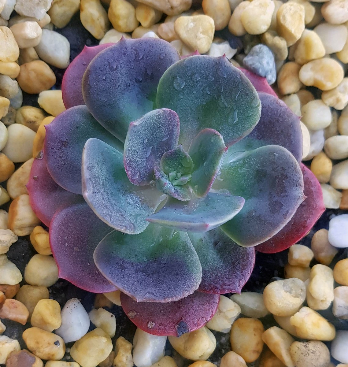 Echeveria - BLUE METAL - Mexican Hen and Chicks