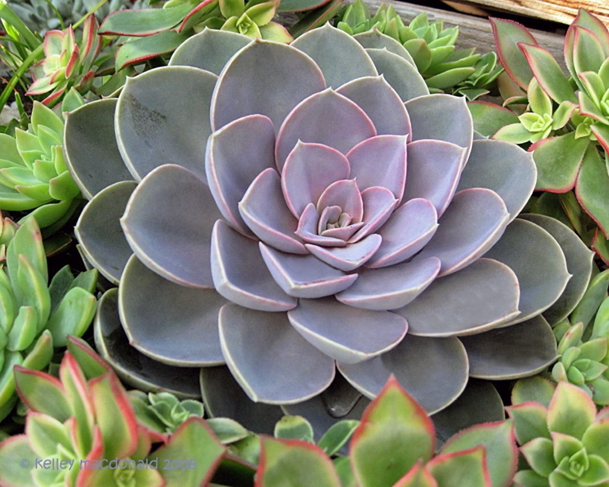 Echeveria gibbiflora x elegans - PERLE VON NURNBERG - Mexican Hen and Chicks