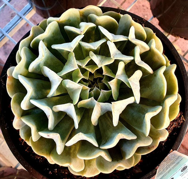 Echeveria runyonii x secunda - PINWHEEL REVOLUTION - Mexican Hen and Chicks