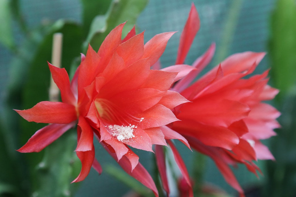 Epiphyllum - HYBRID RED