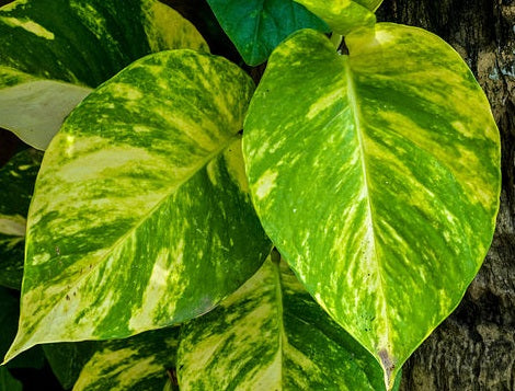 Epipremnum aureum - Devils Ivy