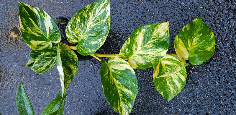 Epipremnum aureum - Devils Ivy