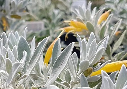 Eremophila glabra - KALBARRI CARPET - Emu Bush