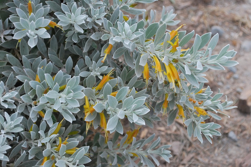 Eremophila glabra - KALBARRI CARPET - Emu Bush