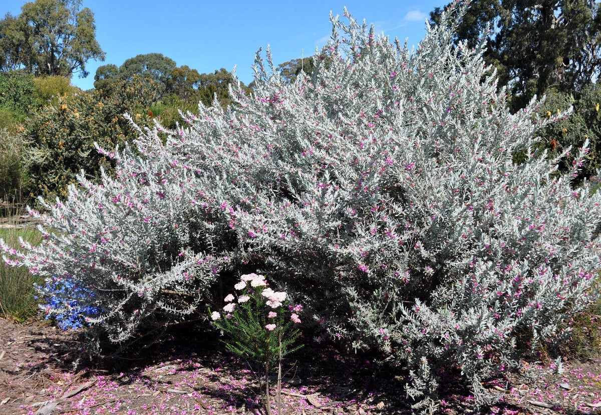 Eremophila nivea x glabra juana - PINK PANTHA - Silky Emu Bush