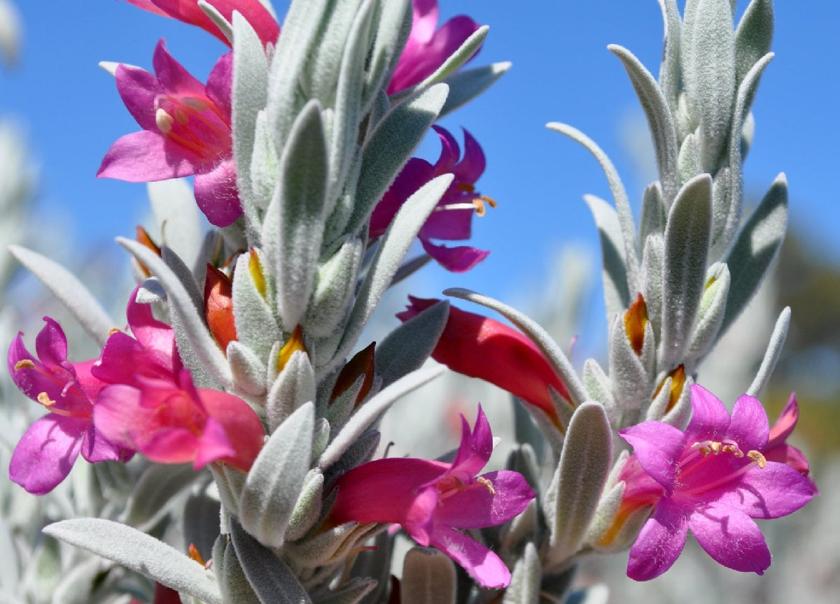 Eremophila nivea x glabra juana - PINK PANTHA - Silky Emu Bush