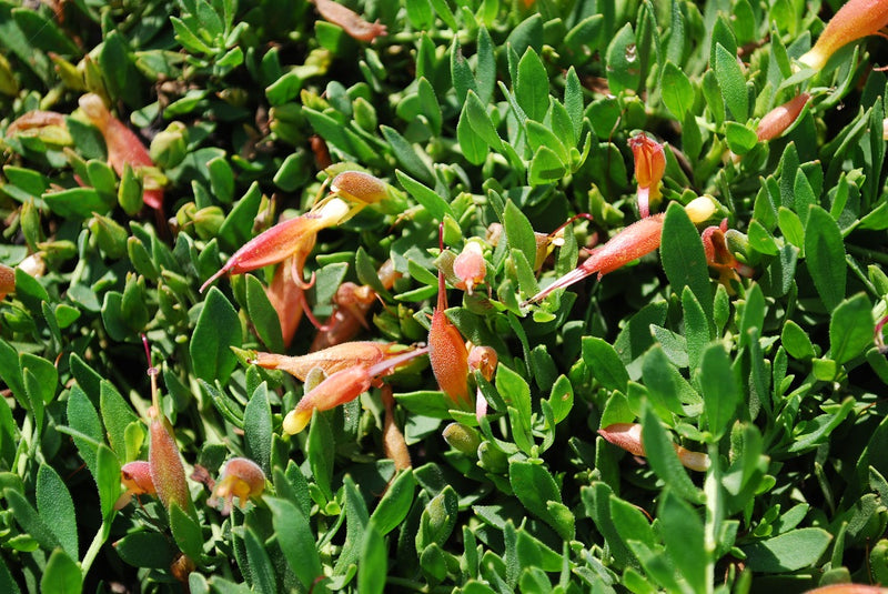 Eremophila glabra - ROSEWORTHY - Emu Bush