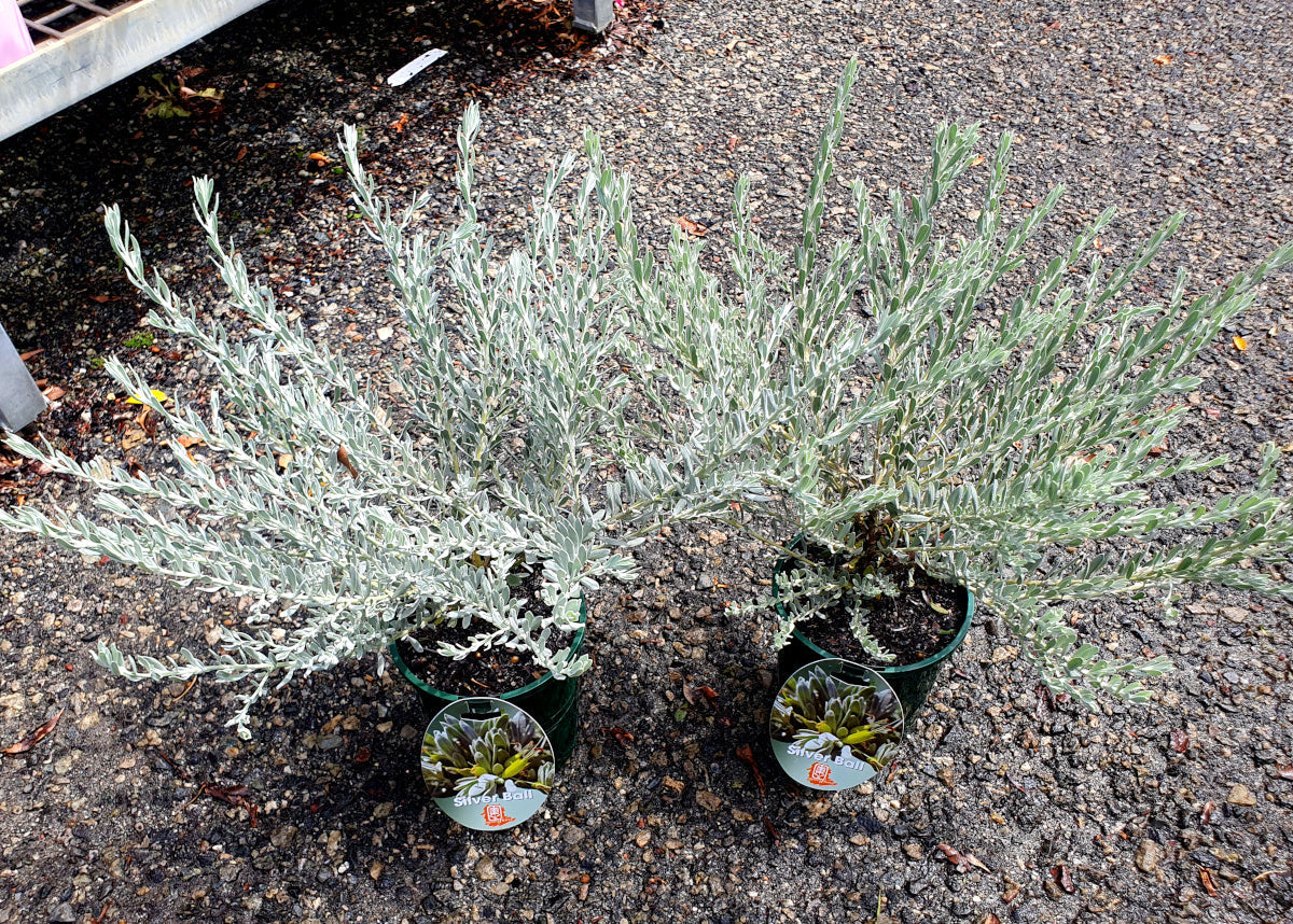 Eremophila glabra - SILVER BALL - Emu Bush